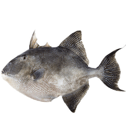 Poisson Baliste en carton