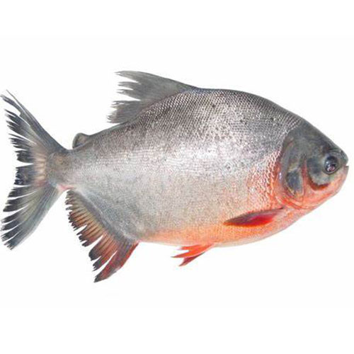 Poisson Belle Dame Surgelé en gros